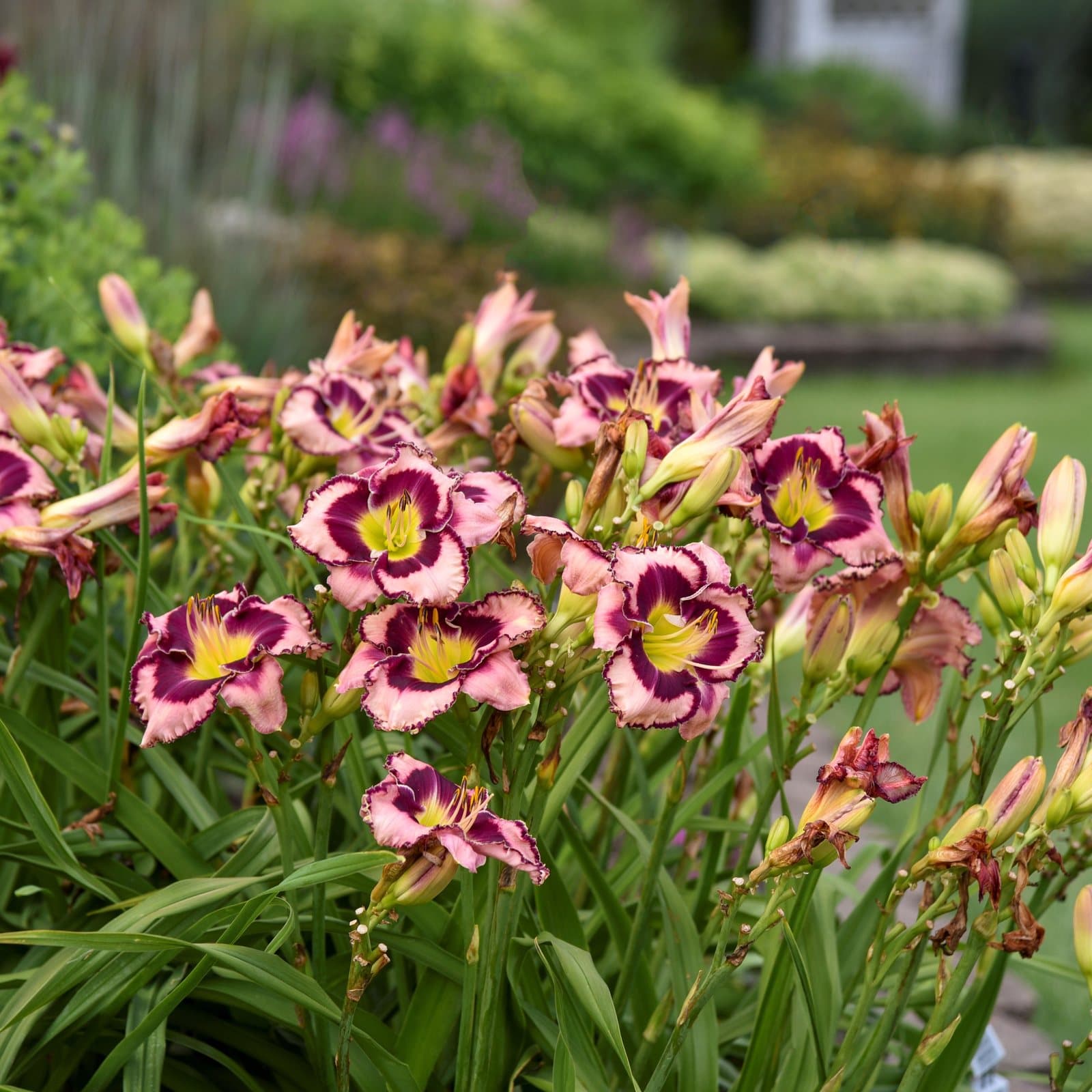 A garden bed of daylilies in bloom, pink petals with deep purple eyes and yellow throats, a lawn and shrubs soft behind.