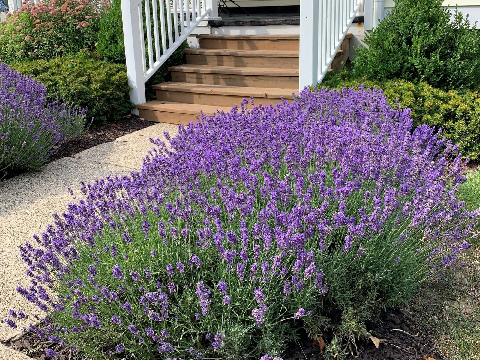 A drift of purple lavender in full bloom along a concrete path, white porch steps and green shrubs behind.