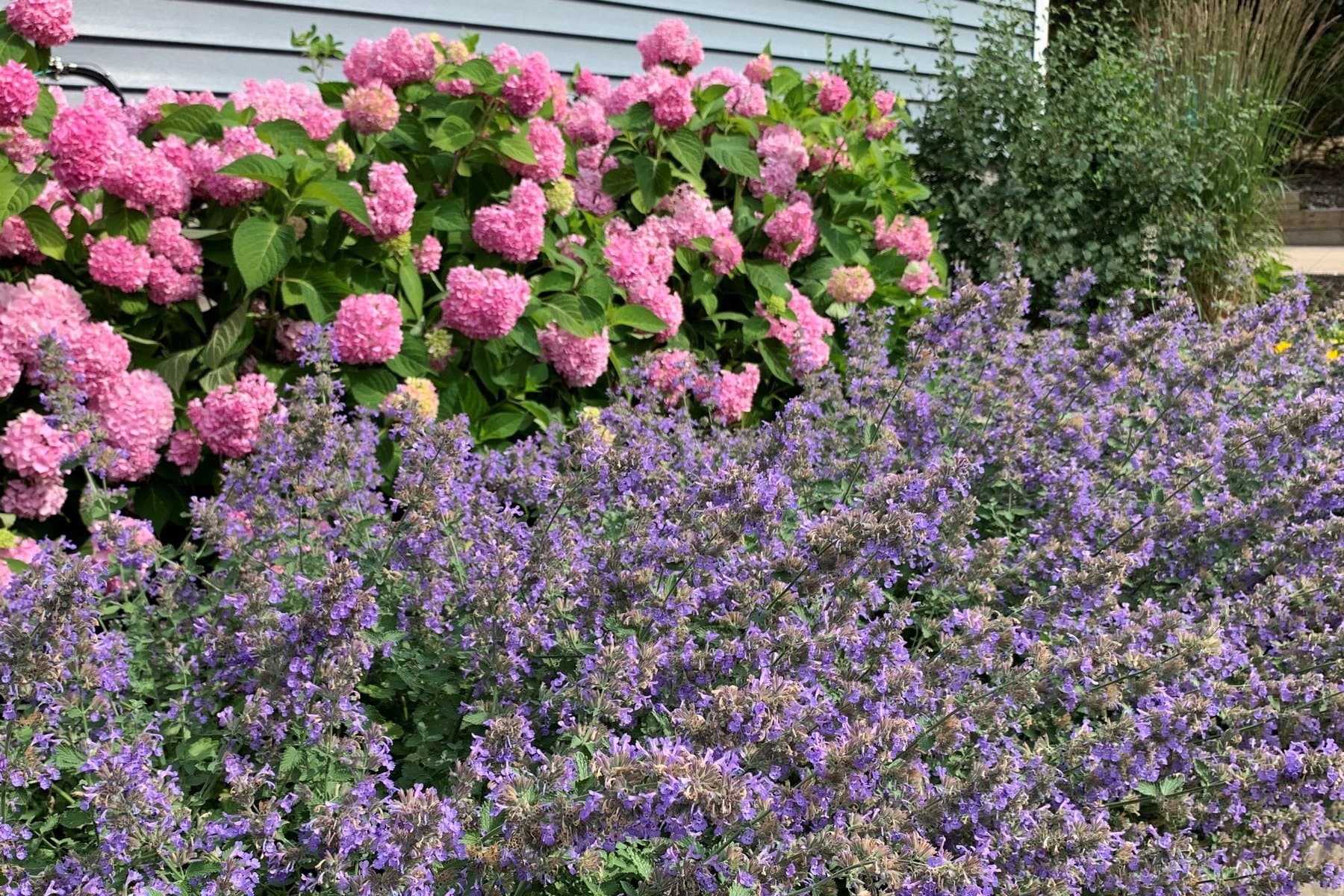 A border of purple catmint in full bloom under pink hydrangeas along the grey siding of a house.