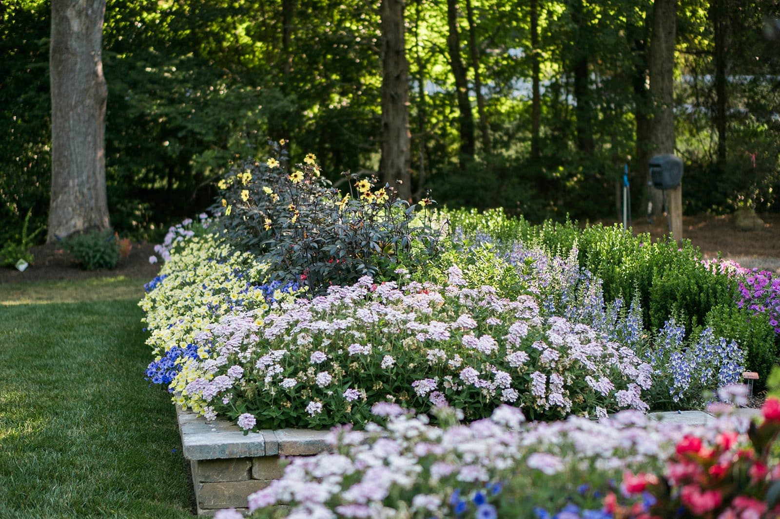 A raised stone bed of pale pink, blue and yellow flowers and dark-leaved dahlias at the edge of a lawn, tall trees behind.