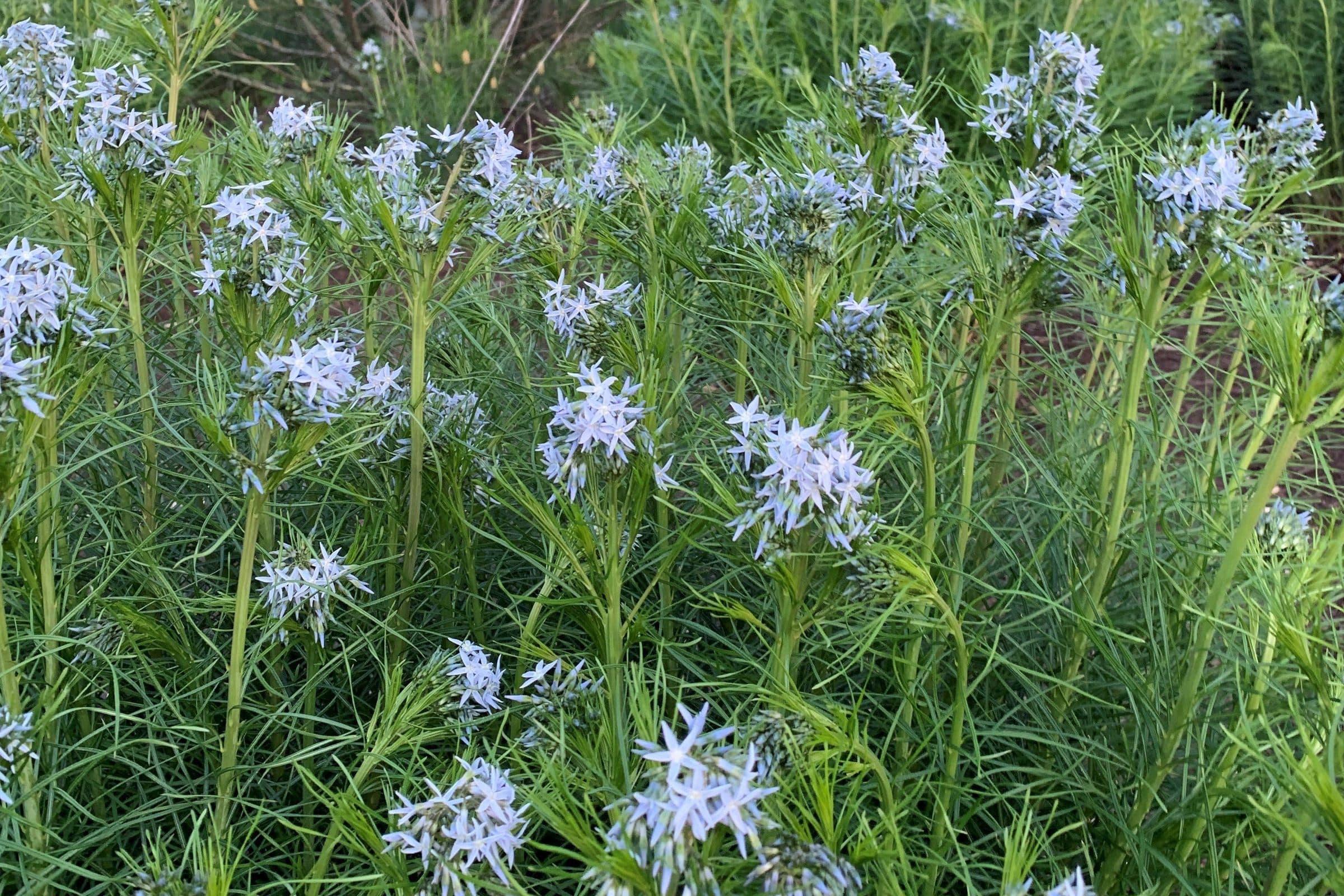 Pale blue star-shaped flowers of threadleaf bluestar rising over fine, feathery green foliage in a garden bed.