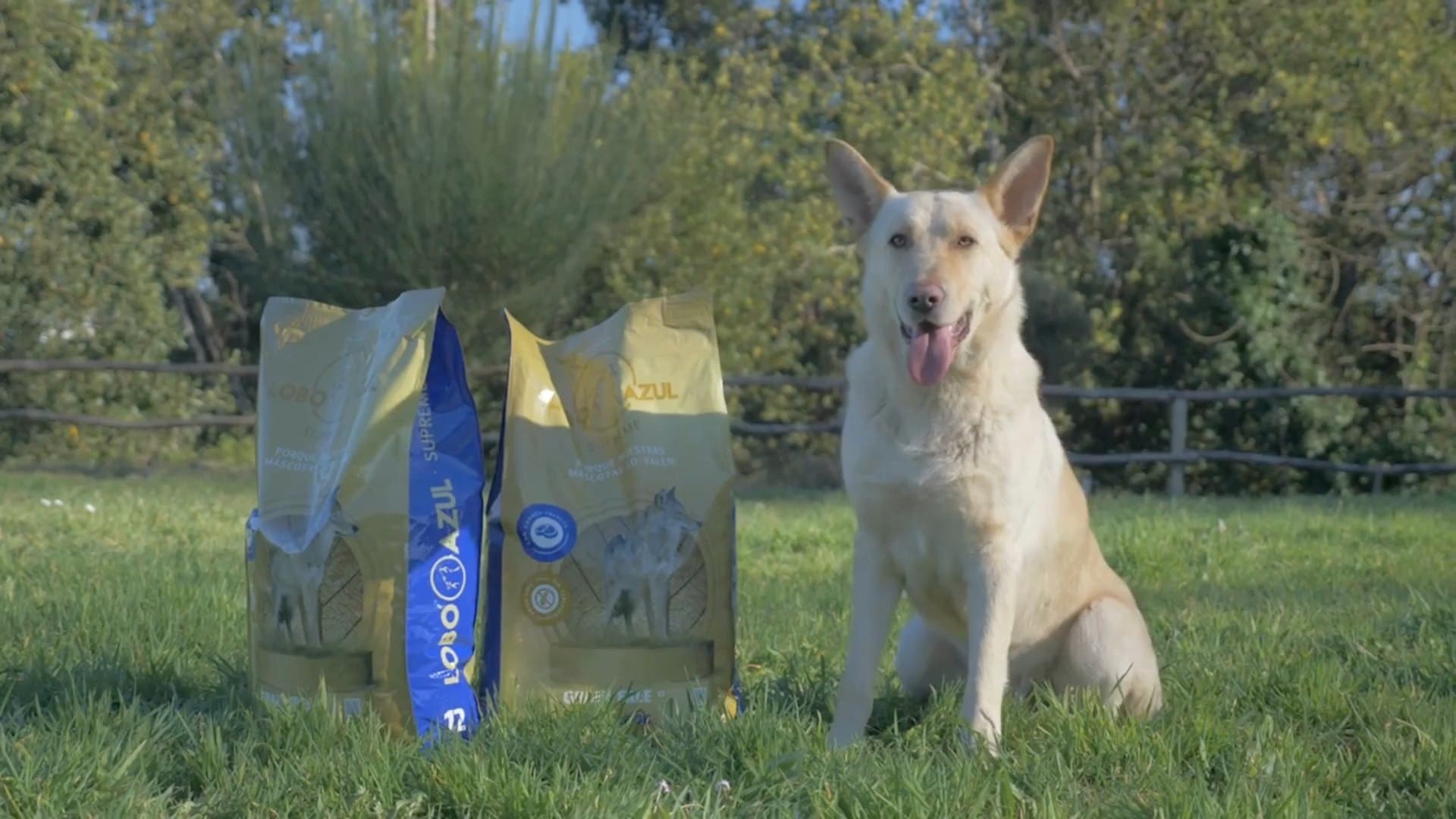 A cream shepherd dog sitting on a sunny lawn, tongue out and looking at the camera, beside two open bags of Lobo Azul Supreme, a wooden fence and trees behind.